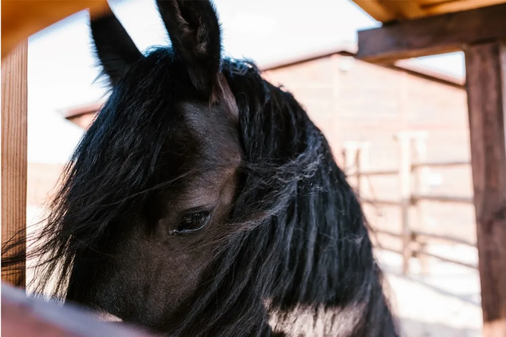 cavalo